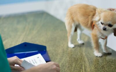 L’Importanza della sterilizzazione per le cagne femmine: una guida completa della clinica veterinaria Orlando Marzotto
