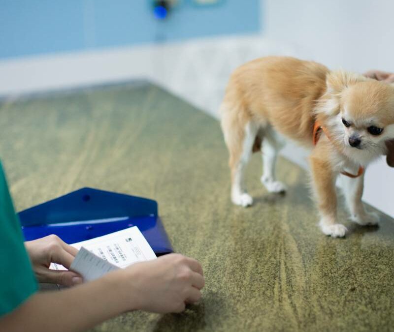 L’Importanza della sterilizzazione per le cagne femmine: una guida completa della clinica veterinaria Orlando Marzotto