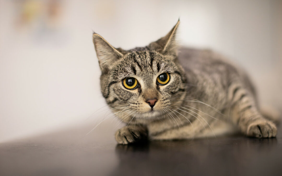 Capire il comportamento del tuo gatto: consigli per una convivenza armoniosa