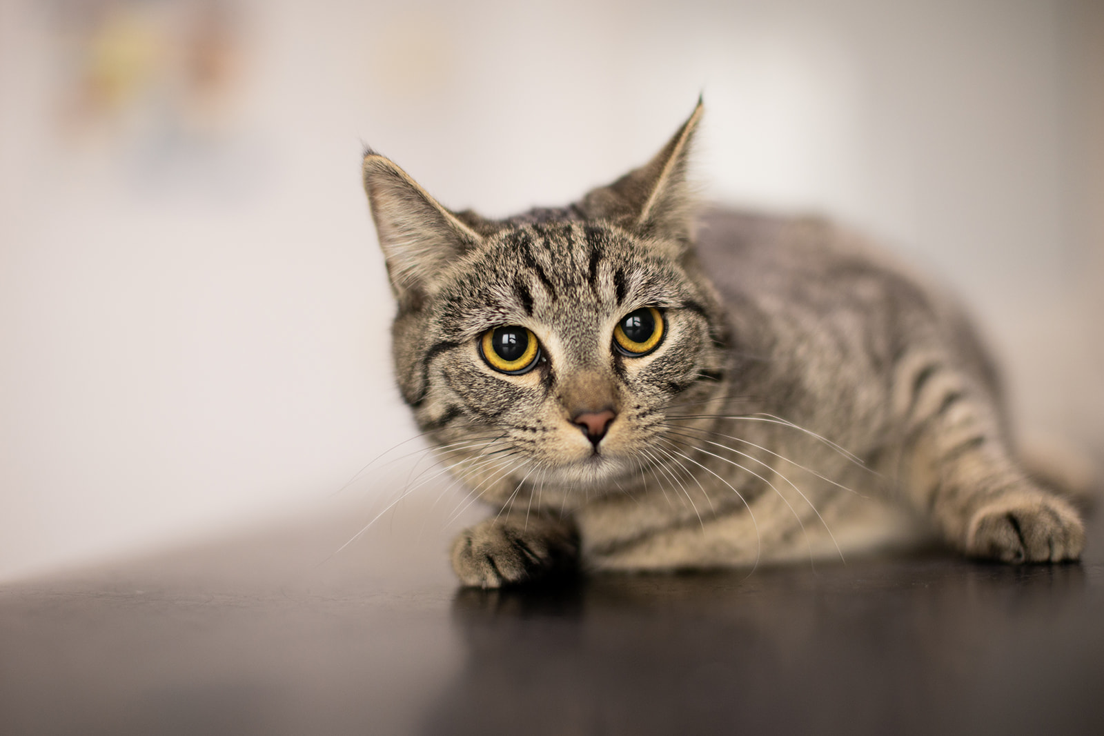 Clinica-Veterinaria-Orlando-Marzotto-1 Clinica-Veterinaria-Orlando-Marzotto-1