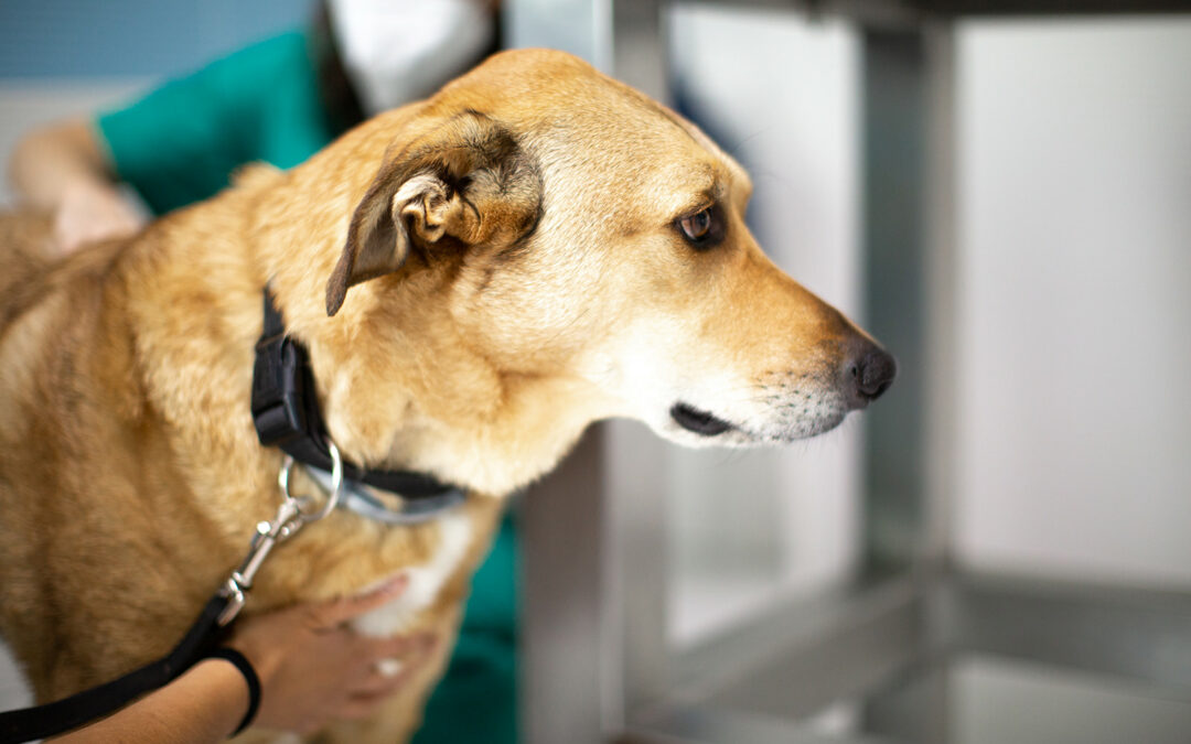 Check-upcompleto per cani e gatti in età avanzata