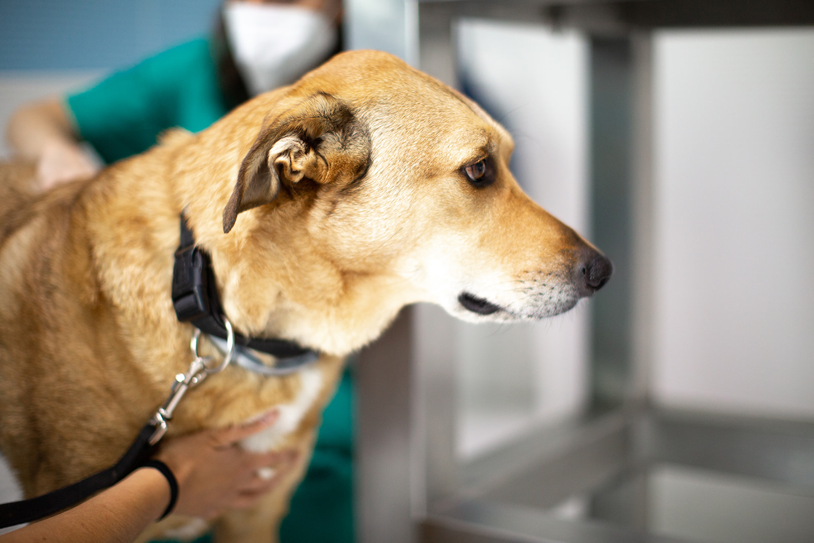 Clinica Veterinaria Marzotto Clinica Veterinaria Marzotto