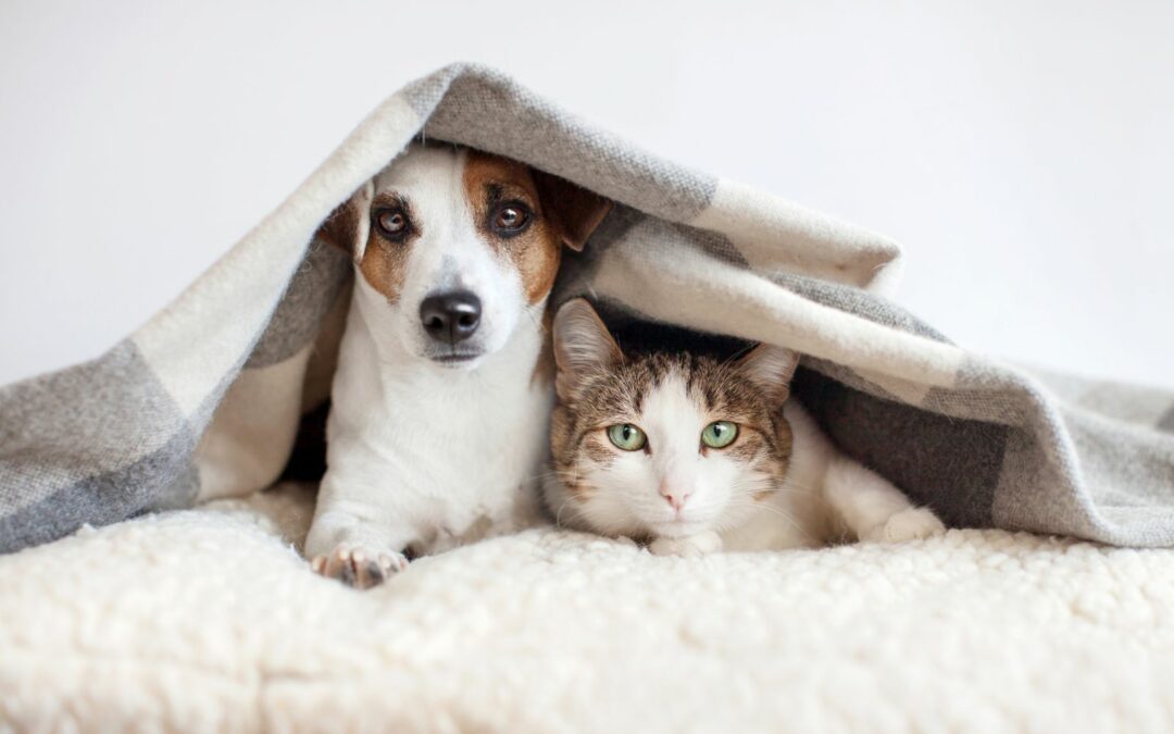 Malattie stagionali nei gatti e nei cani: cosa aspettarsi e come proteggerli