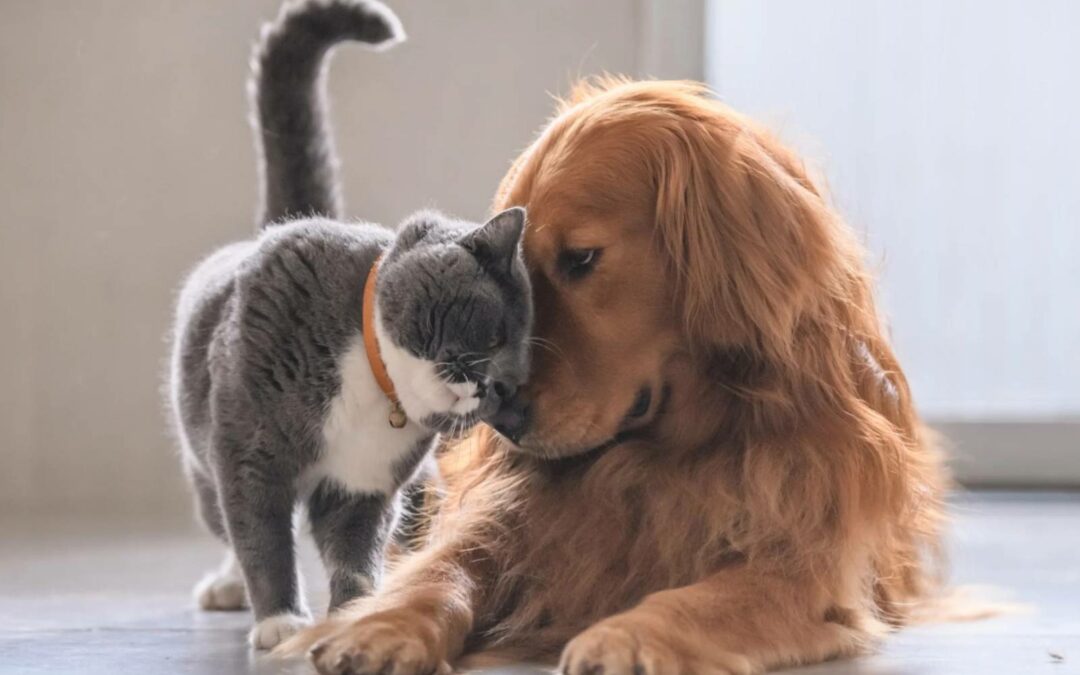 Piometra: cos’è, cause, sintomi e trattamento