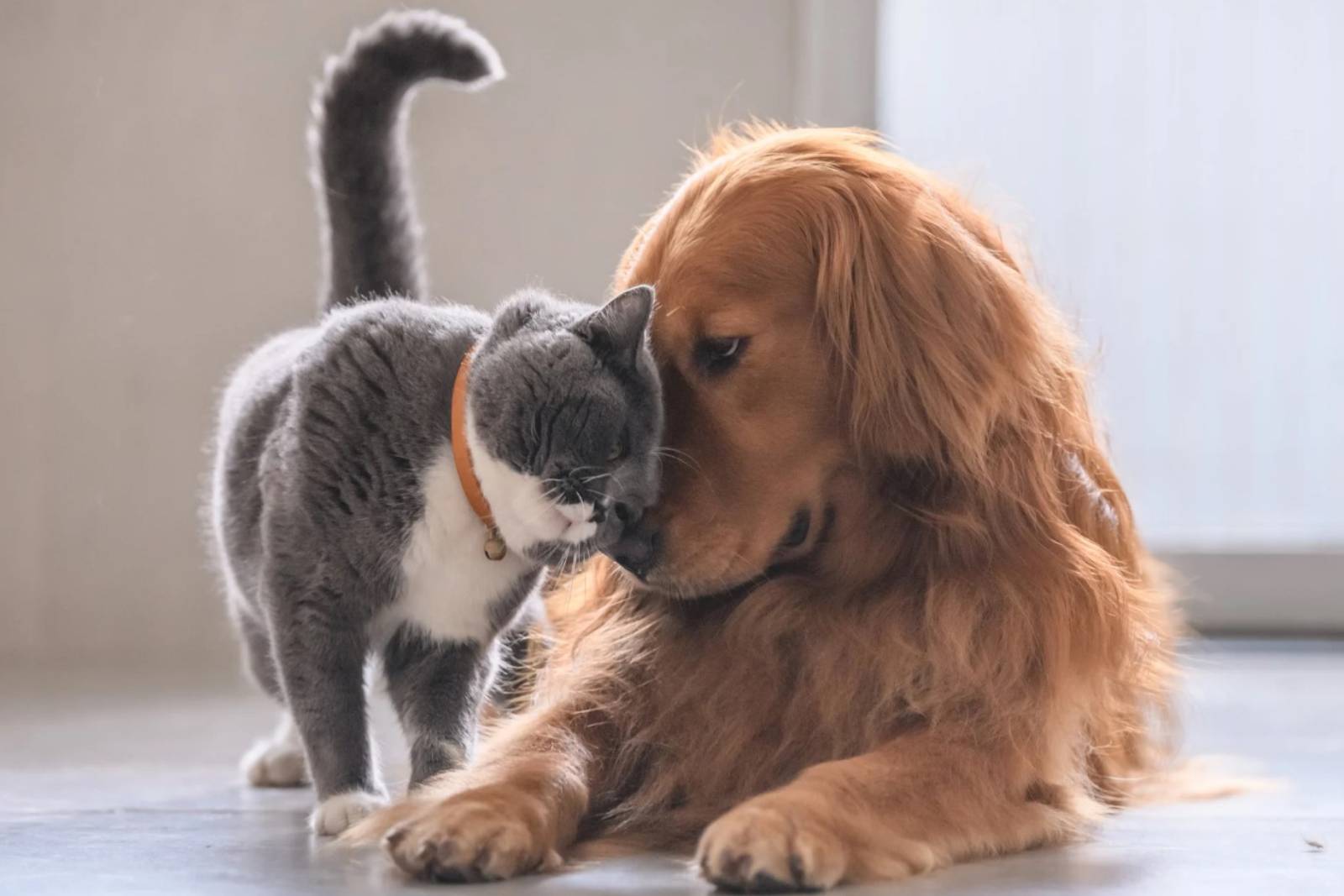 piometra è una grave patologia uterina che colpisce prevalentemente le cagne e le gatte non sterilizzate