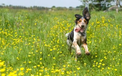 TightRope® CCL: La Tecnica Innovativa per la Ricostruzione del Legamento Crociato nei Cani