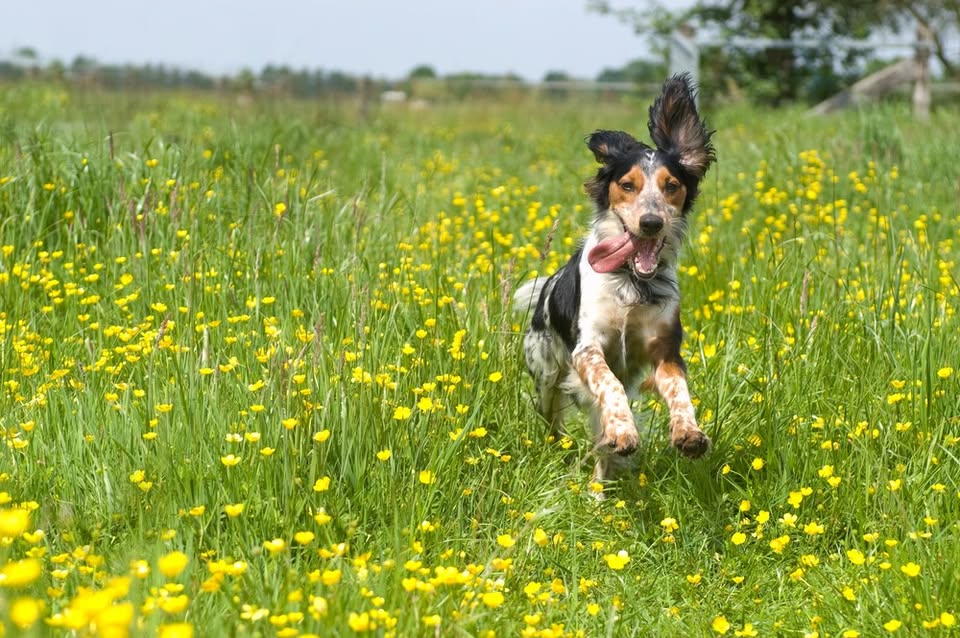 La Tecnica Innovativa per la Ricostruzione del Legamento Crociato nei Cani La Tecnica Innovativa per la Ricostruzione del Legamento Crociato nei Cani