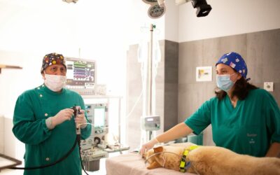 Laparoscopia ed Endoscopia in Medicina Veterinaria: un aiuto prezioso per la salute dei nostri animali
