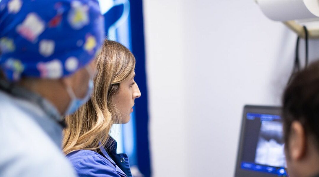 Anestesia e terapia del dolore nel paziente animale: come la Clinica Marzotto garantisce interventi sicuri e senza stress