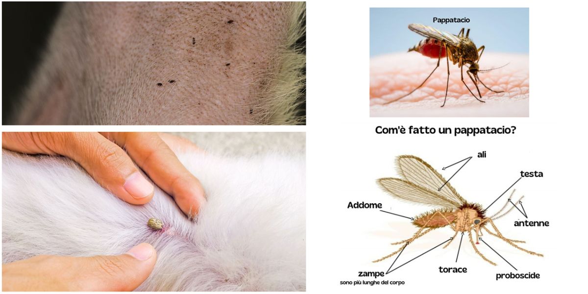parassiti esterni cani e gatti