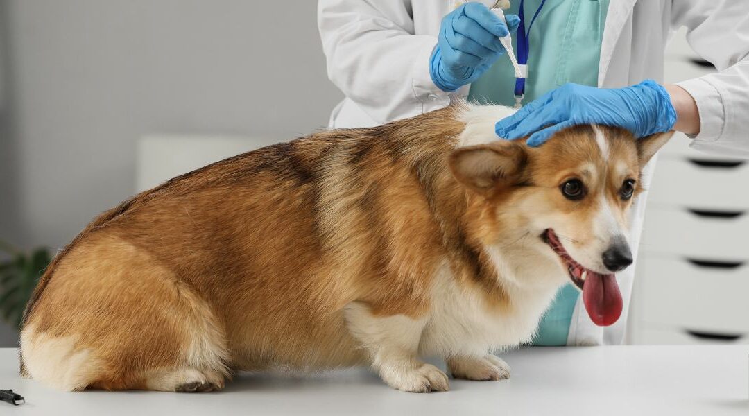 Pulci, zecche e pappataci: guida completa alla prevenzione dei parassiti esterni (e delle malattie che trasmettono)