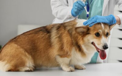 Pulci, zecche e pappataci: guida completa alla prevenzione dei parassiti esterni (e delle malattie che trasmettono)