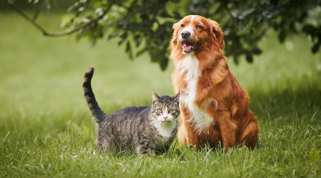 Primavera e animali domestici: come prendersi cura di cani e gatti