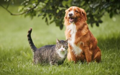 Primavera e animali domestici: come prendersi cura di cani e gatti
