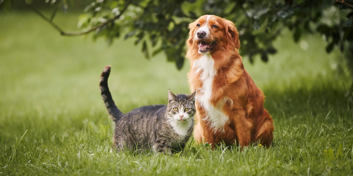 come prendersi cura di cani e gatti come prendersi cura di cani e gatti