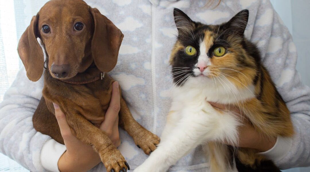 Filaria nel cane e nel gatto: prevenzione, sintomi e test per proteggere la salute del tuo animale