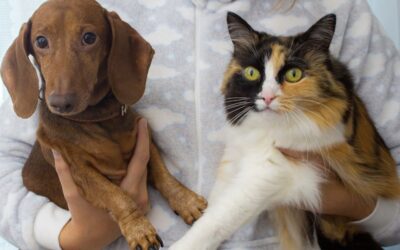 Filaria nel cane e nel gatto: prevenzione, sintomi e test per proteggere la salute del tuo animale