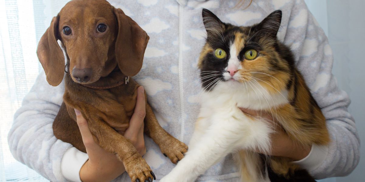 Filaria nel cane e nel gatto Filaria nel cane e nel gatto