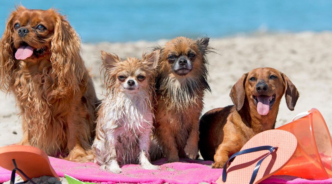 Cani al mare e sotto il sole: tutto quello che devi sapere per proteggerlo d’estate