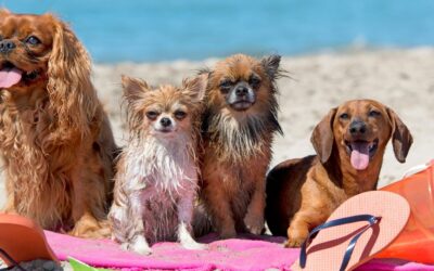 Cani al mare e sotto il sole: tutto quello che devi sapere per proteggerlo d’estate