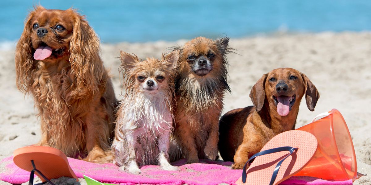 Cani al mare e sotto il sole Cani al mare e sotto il sole