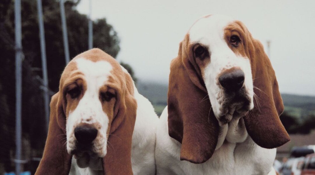 Pensione, dog-sitter o portarlo in vacanza? Come scegliere la soluzione giusta per il tuo animale