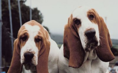 Pensione, dog-sitter o portarlo in vacanza? Come scegliere la soluzione giusta per il tuo animale
