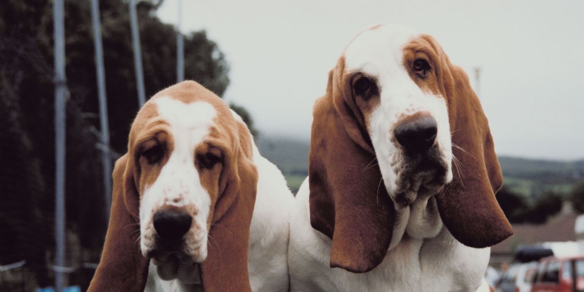 Pensione, dog-sitter o portarlo in vacanza? Come scegliere la soluzione giusta per il tuo animale