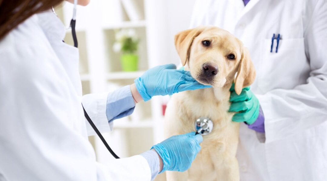 Gastroscopia veterinaria: vedere dentro per curare meglio (e a volte per salvare una vita)