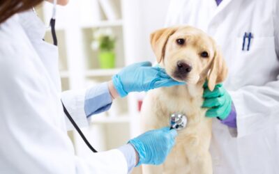 Gastroscopia veterinaria: vedere dentro per curare meglio (e a volte per salvare una vita)